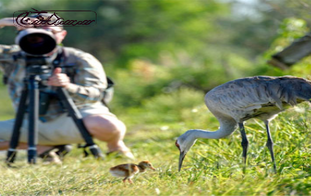 تور پرنده نگری